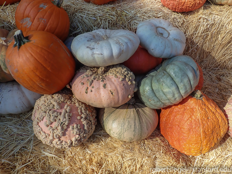 pumpkins